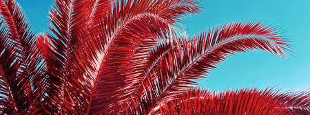 Pop art and tropical nature concept. Red palm tree leaves and blue sky as vintage summer backgroundの写真素材
