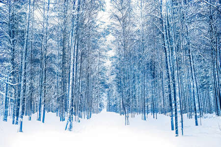 Winter wonderland and Christmas landscape. Snowy forest, trees covered with snow as holiday backgroundの写真素材
