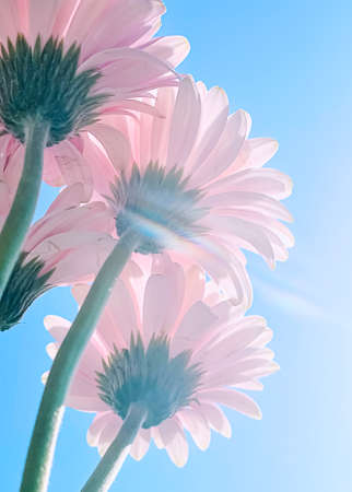 Pink gerbera daisy flowers and sunny sky, spring nature conceptの写真素材