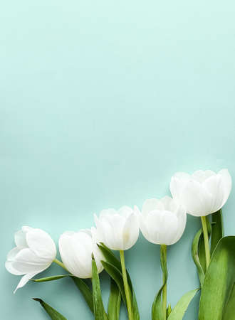 White tulips on mint backdrop, beautiful flowers as flatlay background, nature concept
