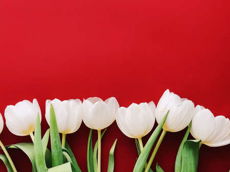 White tulips on red backdrop, beautiful flowers as flatlay background, floral conceptの写真素材