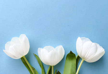 White tulips on blue backdrop, beautiful flowers as flatlay background, nature conceptの写真素材