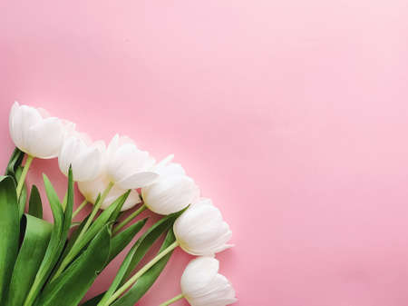 White tulips on pink backdrop, beautiful flowers as flatlay background, spring conceptの写真素材