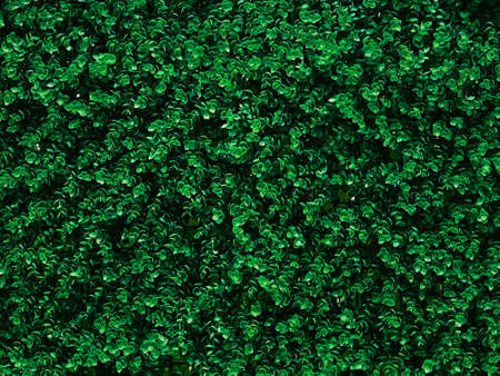 Green wall in the garden as natural background, fresh leaves and foliage as nature backgdrop and...