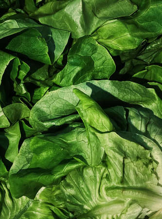 Green salad as healthy organic food background, fresh vegetable at farmers market, diet and agriculture conceptの写真素材