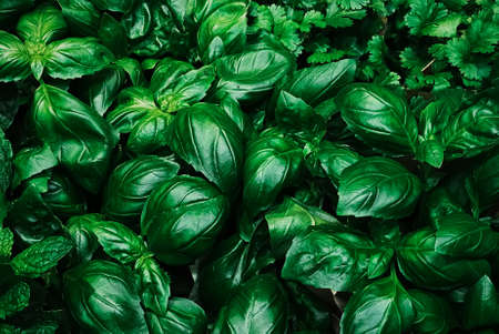 Greens and herbs as healthy organic food background, fresh vegetable at farmers market, diet and...