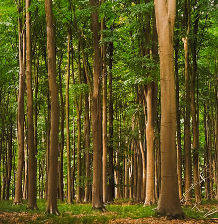 Beautiful trees in summer forest in Hertfordshire, England, nature and environment.