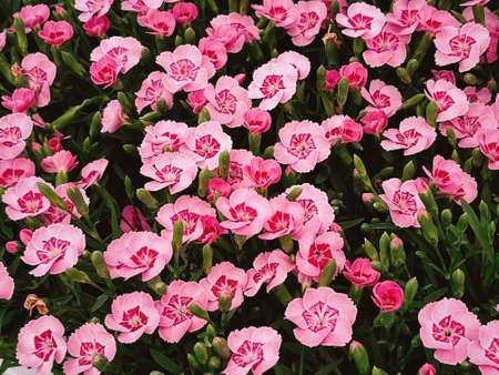 Beautiful flowers in garden centre in Hertfordshire, England, planting and gardening
