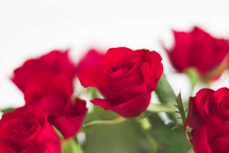 Tender bouquet of red roses, floral gift and beautiful flowers