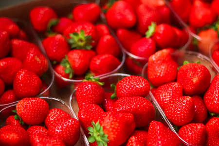 Strawberries packaged in box, sweet ripe perfect strawberry harvest, organic garden and agriculture conceptの写真素材