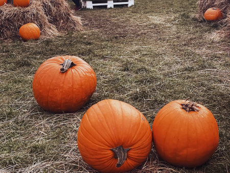 Halloween pumpkins and holiday decoration in autumn season rural field, pumpkin harvest and seasonal agriculture, outdoors in nature sceneの写真素材