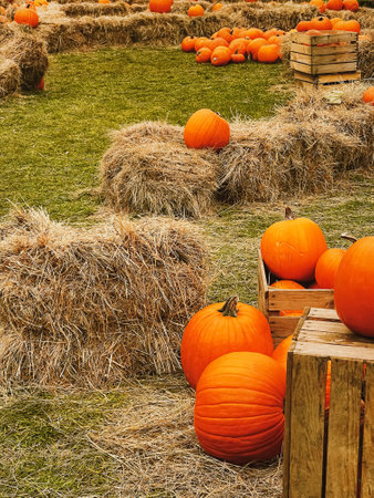 Halloween pumpkins and holiday decoration in autumn season rural field, pumpkin harvest and seasonal agriculture, outdoors in nature sceneの写真素材
