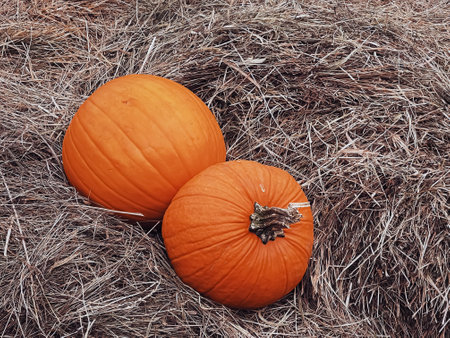 Halloween pumpkins and holiday decoration in autumn season rural field, pumpkin harvest and seasonal agriculture, outdoors in nature sceneの写真素材