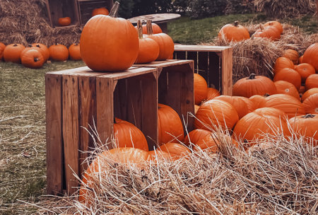 Halloween pumpkins and holiday decoration in autumn season rural field, pumpkin harvest and seasonal agriculture, outdoors in nature sceneの写真素材