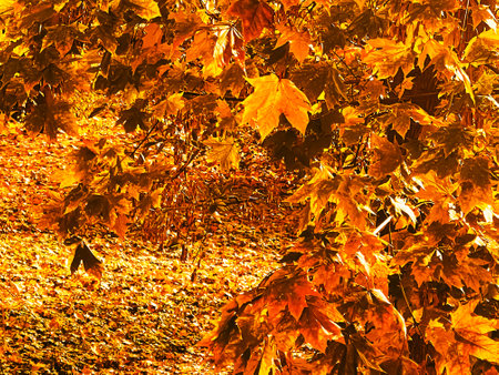 Nature, landscape and environment, golden autumn scenery with autumnal trees, leaves and foliage in...