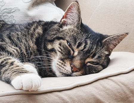 Beautiful female tabby cat at home, adorable domestic pet portrait, close-upの写真素材