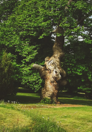 Beautiful nature of English countryside in summer.の写真素材