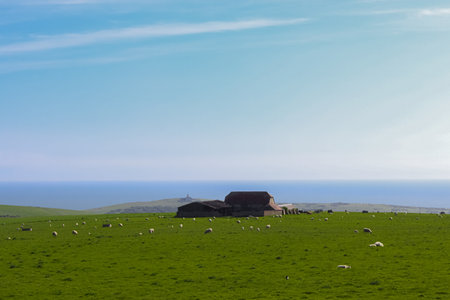 Sheep pasturing on a green field close to a farm barn with a distant ocean and lighthouse. East Sussex countryside, Englandの写真素材