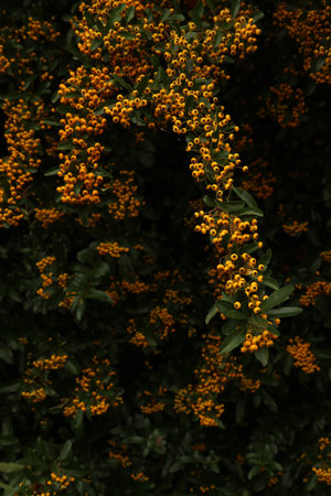 Abundant yellow pyracantha berries ripening on a firethorn bush, creating a vibrant contrast with dark green leaves. Cotswolds, Englandの写真素材