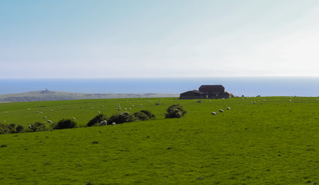 Sheep graze on green pasture with old farm buildings by the sea, under a clear sky. East Sussex countryside, Englandの写真素材