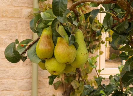 Pears ripening on a tree branch, showcasing organic fruit growth in a domestic garden. Cotswolds countryside, Englandの写真素材