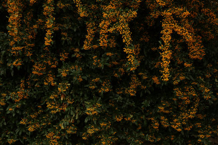 Firethorn bush with small orange berries among dark green foliage, illustrating autumn harvest and...