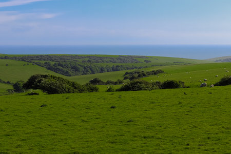 Green hills sloping towards the sea, with sheep grazing, depicting peaceful nature and rural life....