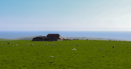 Sheep grazing on extensive green pasture, a barn in the background, with the sea and sky completing...