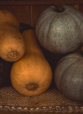 Varieties of fresh butternut squash and gray pumpkins arranged on a rustic burlap cloth, symbolizing the fall harvest season. Cotswolds, Englandの写真素材