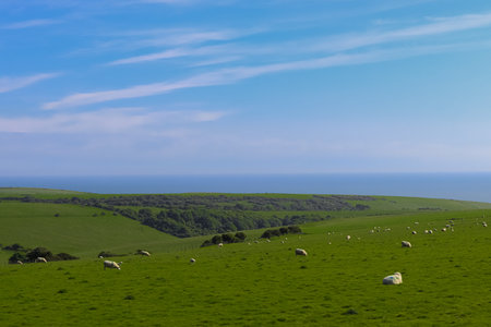 Sheep grazing on rolling green hills overlooking the calm sea on a sunny day in England. East Sussex countryside, Englandの写真素材