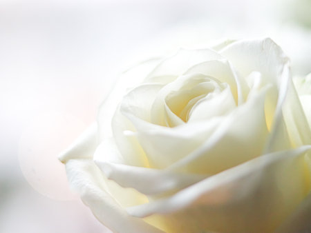 Macro close up of a white rose showcasing its intricate layers of petals and plush texture, evoking a sense of purity, romance, and tranquil natural beautyの写真素材
