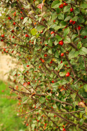 Cotoneaster bush with vibrant red berries and green leaves, symbolizing autumn, nature, and organic...