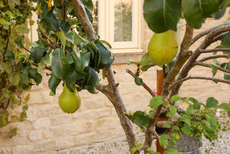 Green pears growing on a tree branch with lush leaves against a stone wall and window. Cotswolds countryside, Englandの写真素材