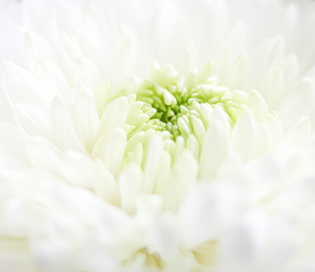 White chrysanthemum flower in close up, revealing soft petals and a vibrant green center, illustrating nature's beauty and purityの写真素材