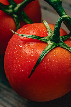 Bright red tomatoes on a vine with visible water droplets, representing freshness, healthy food, and...