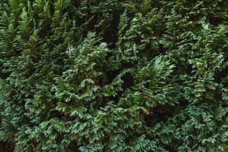 Lush green foliage creating an organic background. Close up view of healthy evergreen coniferous plant needles and branchesの写真素材