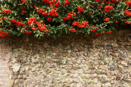 Pyracantha bush with bright red berries and green leaves cascading over a weathered stone wall,...
