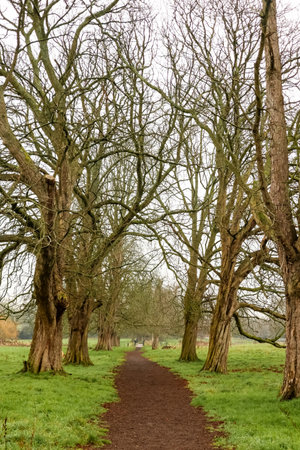 Gadebridge Park in Hemel Hempstead features a meandering country trail bordered by towering leafless...