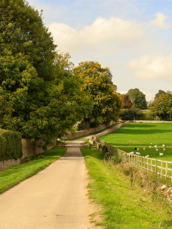 Country lane leading through a pastoral landscape, lined with trees and stone walls, a flock of...
