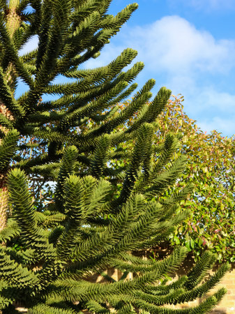 Monkey puzzle tree, Araucaria araucana, displaying its distinctive green foliage and branch pattern against a clear blue skyの写真素材