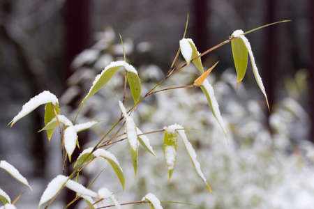 bamboo in winterの写真素材