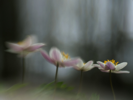 Mysterious image of anemones in a forest setting in soft tonesの写真素材