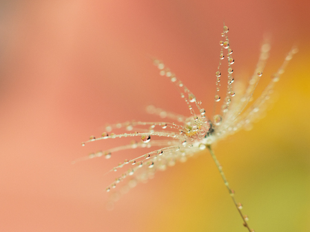 Macro of dandelion fluff covered with water droplets on dreamy orange / green and yellow backgroundの写真素材
