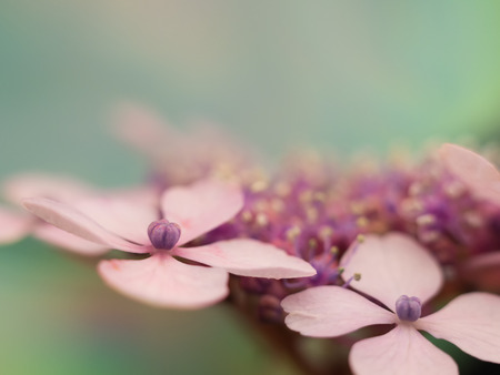 close up hydrangea flower petalの写真素材