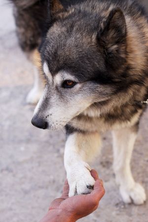 Husky giving pawの写真素材