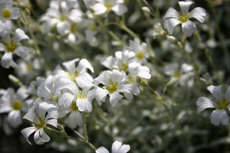 A close up of Snow-in-summer の写真素材