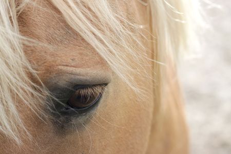A macro shot of a horse, showing mainly its eye. Soft focus, space for textの写真素材