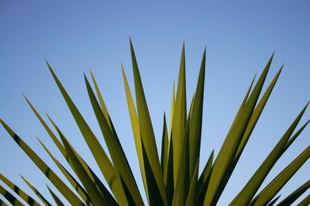 Close up of a yucca palm against blue sky. Space for textの写真素材