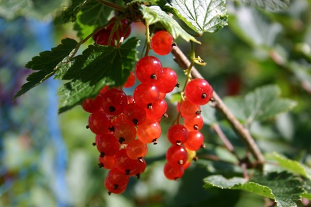 Red currant berries