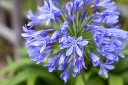 Clouse up of african lilyの写真素材